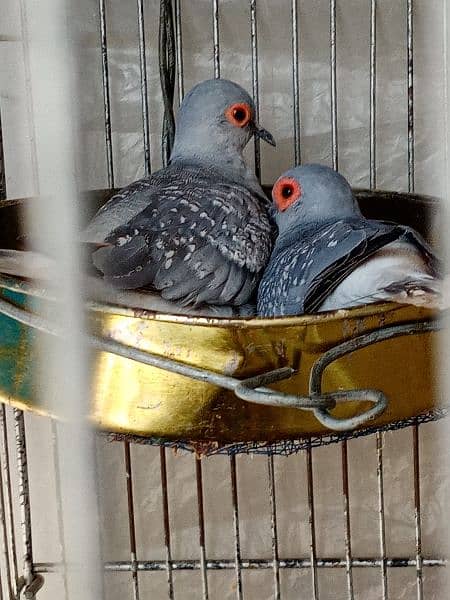 White tail Dove Breeder Pair with chick 3
