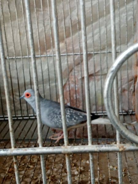 White tail Dove Breeder Pair with chick 4