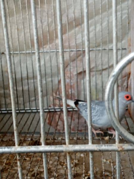 White tail Dove Breeder Pair with chick 8