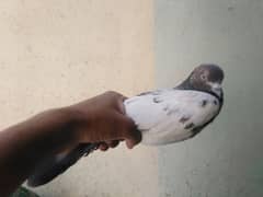 male female pigeons