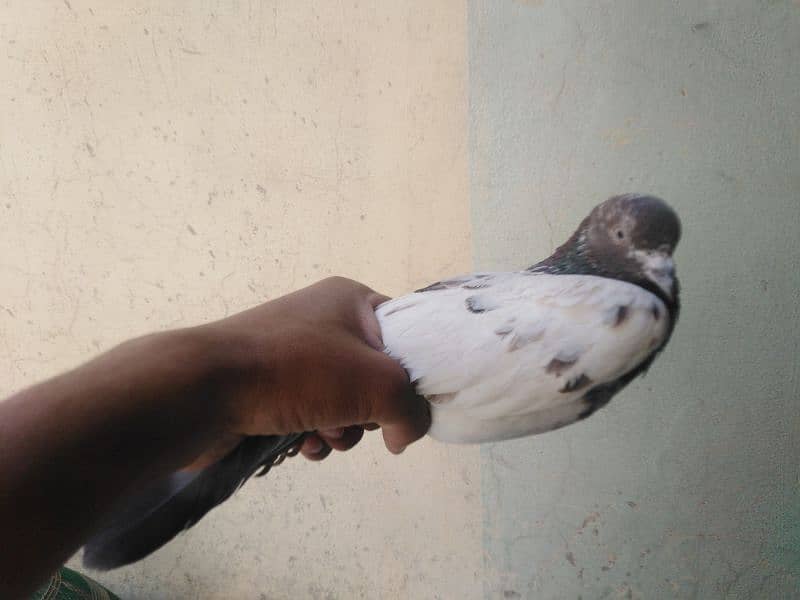 male female pigeons 0