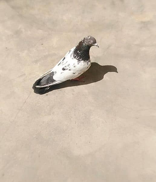 male female pigeons 2