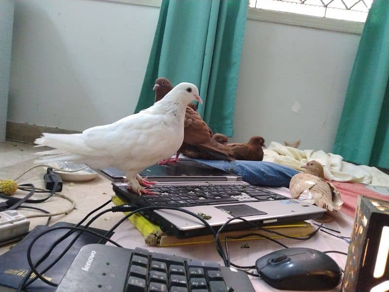 pigeons for sell 6