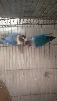 blue fisher love birds breeder pair for sale 0