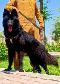 black German shepherd male full long Cort for sale