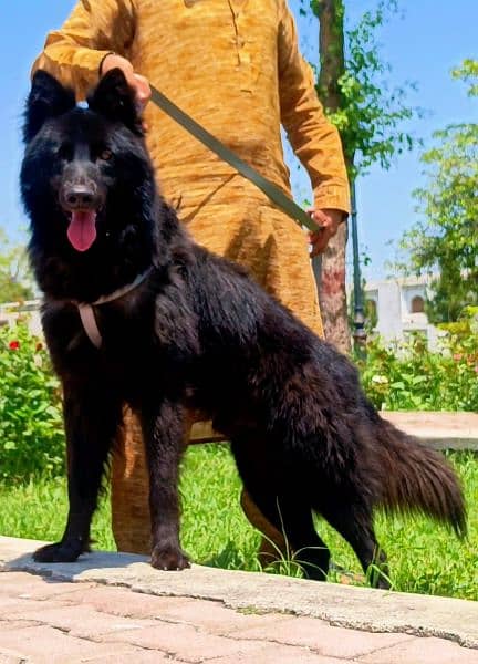 black German shepherd male full long Cort for sale 0