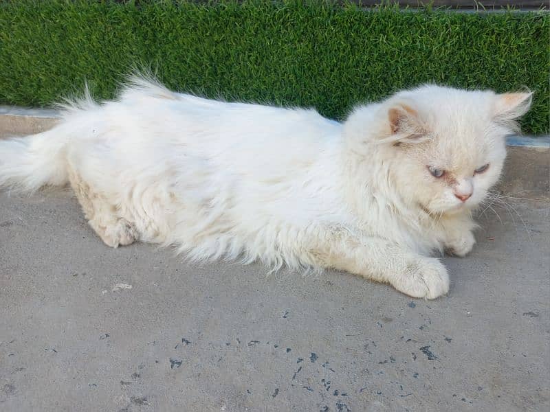 Persian Cat 2