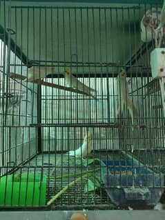 cockatiel Parrot home Breed