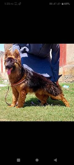 G German Shepherd long coated male 5 month for sale