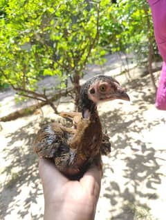 Aseel Chicks Mianwali Breed Pure