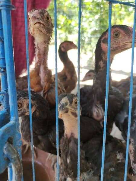Aseel Chicks Mianwali Breed Pure 8