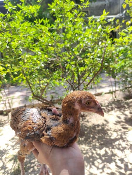 Aseel Chicks Mianwali Breed Pure 15