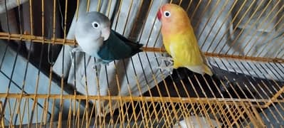 love bird