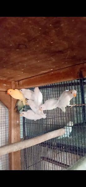 20 albino red eyes chicks or 25 adults available 0