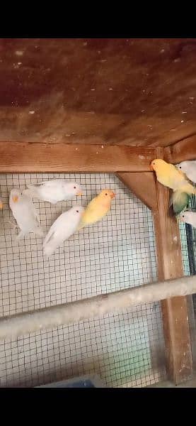 20 albino red eyes chicks or 25 adults available 1
