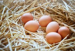 fresh dasi fertile eggs
