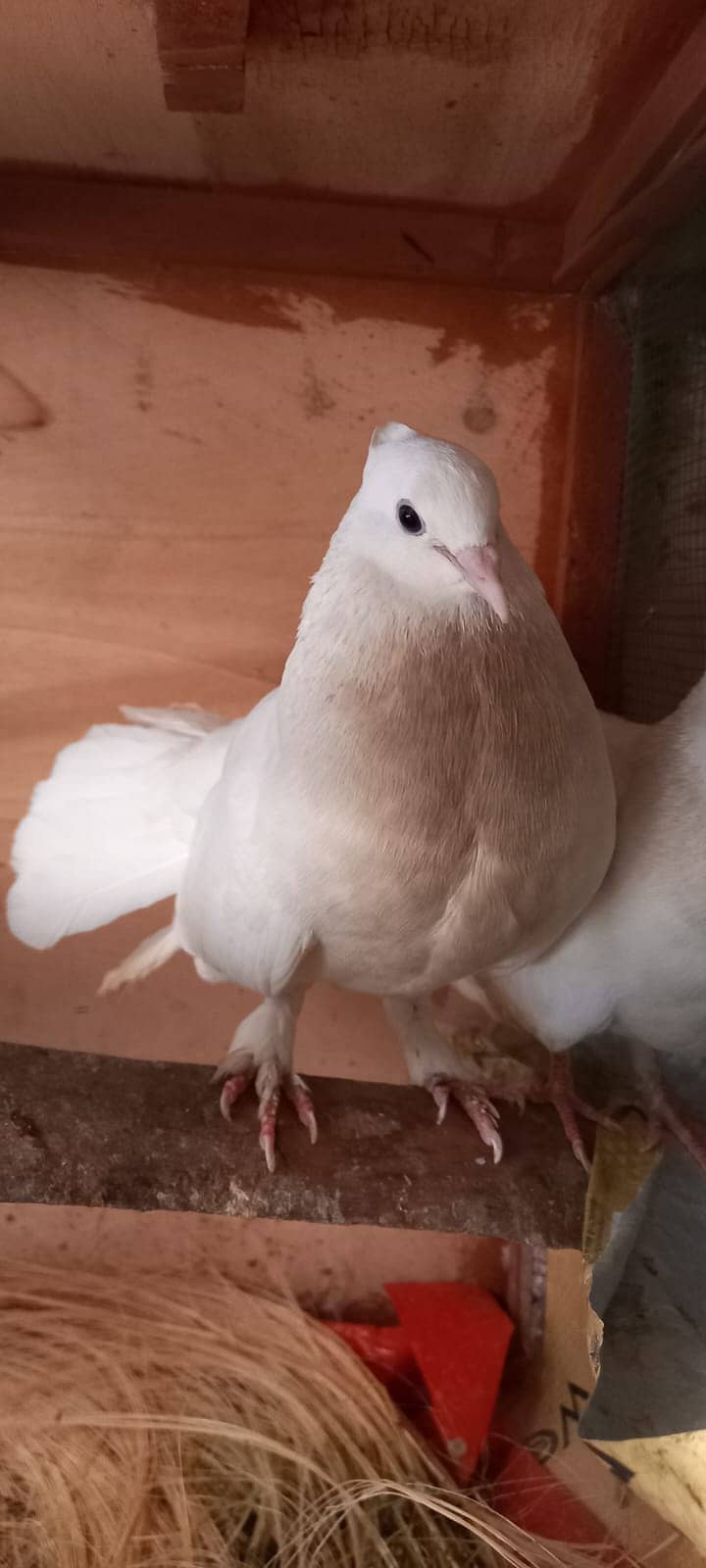 Laka Kabootar (Fantail Pigeon) FOR SALE 1
