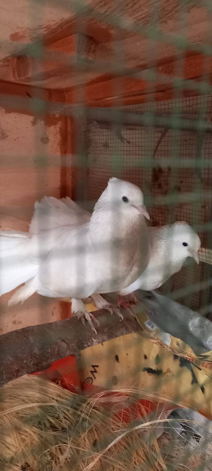 Laka Kabootar (Fantail Pigeon) FOR SALE 7