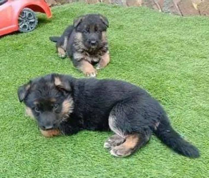 gsd puppy long cot 2