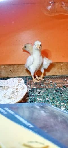 ko Shamo Paper White Chicks