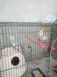 breeder pair with cage