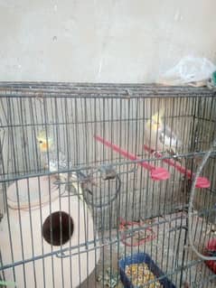 breeder pair with cage 0