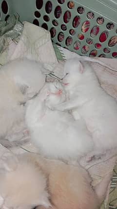 Persian cat babies 3 white 1 light brown.