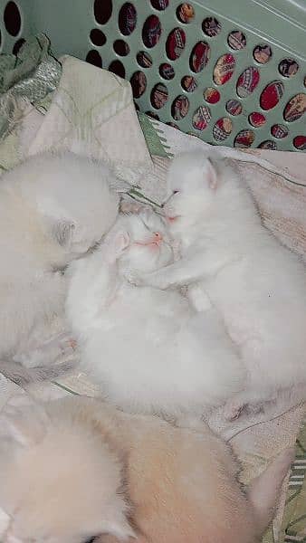 Persian cat babies 3 white 1 light brown. 0