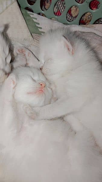 Persian cat babies 3 white 1 light brown. 1