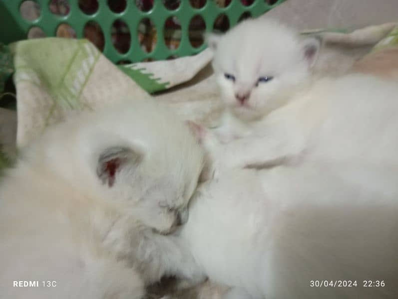 Persian cat babies 3 white 1 light brown. 2