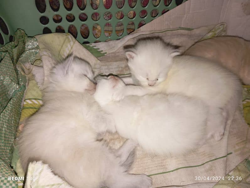Persian cat babies 3 white 1 light brown. 3