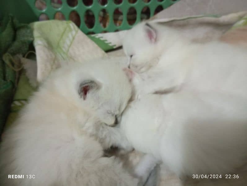 Persian cat babies 3 white 1 light brown. 5