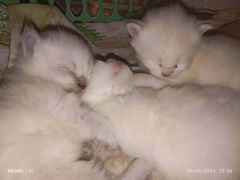 Persian cat babies 3 white 1 light brown. 7