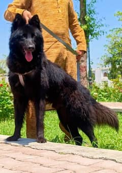 Black German shepherd long coat  full security guard male for sale