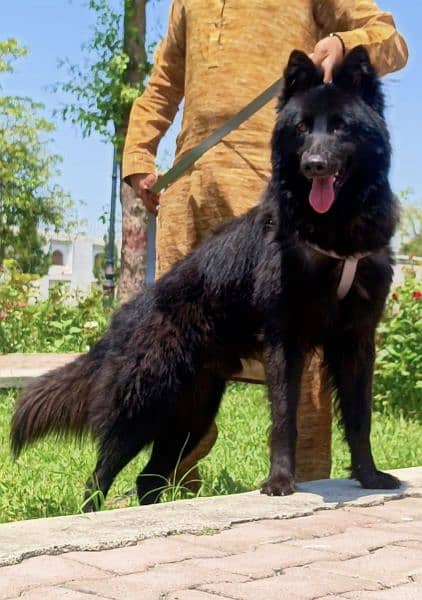 Black German shepherd long coat  full security guard male for sale 1