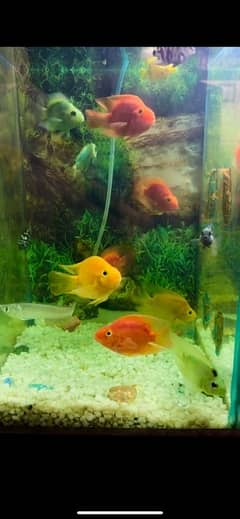 redcap oranda, parrot fish