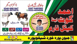 Goats | Bakria | bakry | Sheeps | Qurabani | available