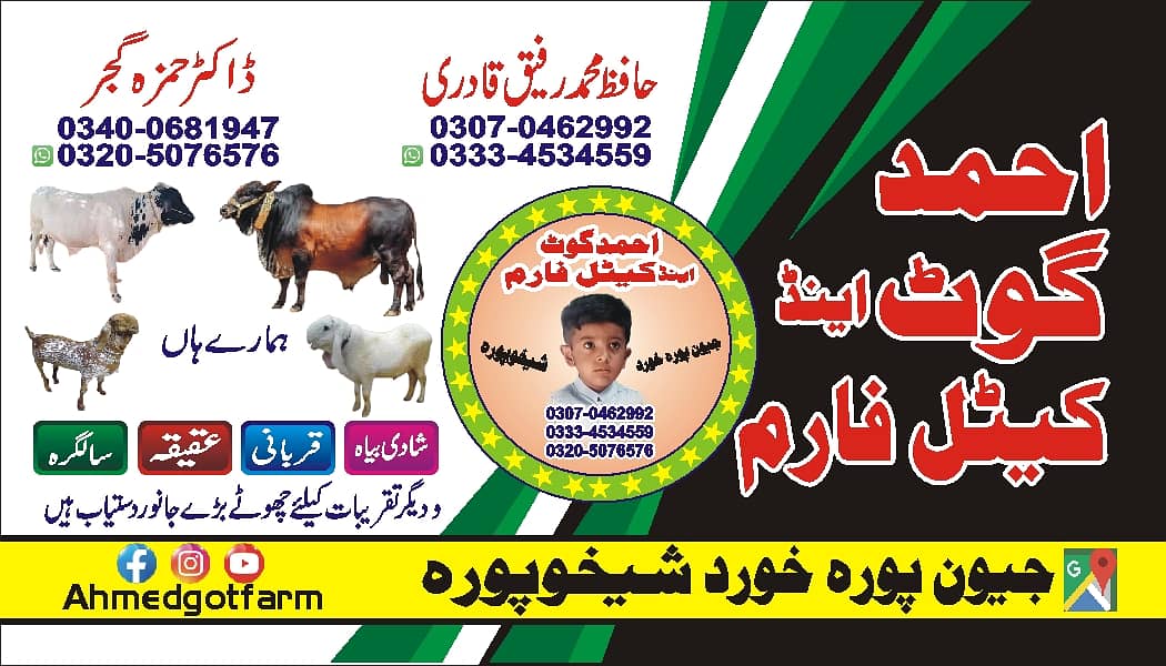 Goats | Bakria | bakry | Sheeps | Qurabani | available 0