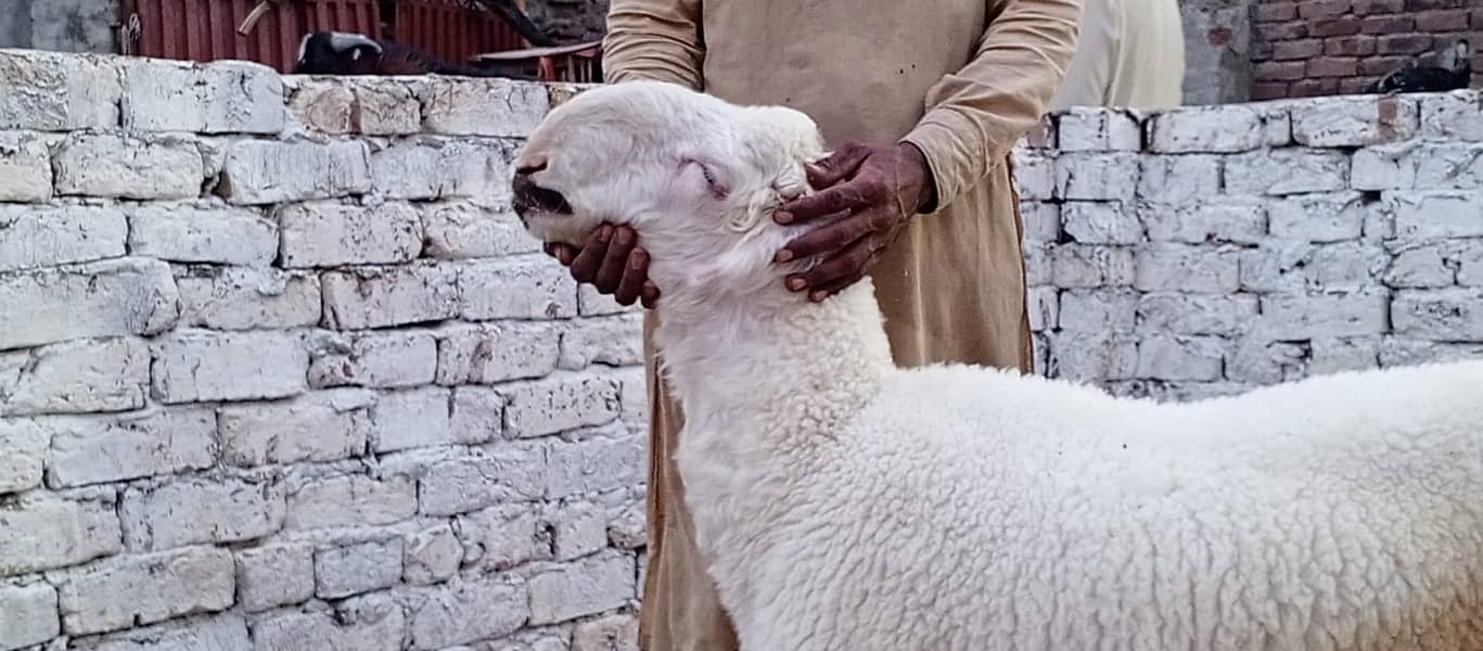 Goats | Bakria | bakry | Sheeps | Qurabani | available 1
