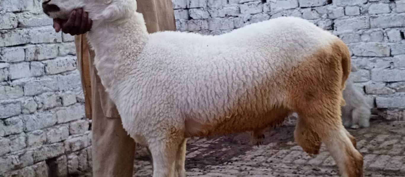 Goats | Bakria | bakry | Sheeps | Qurabani | available 2