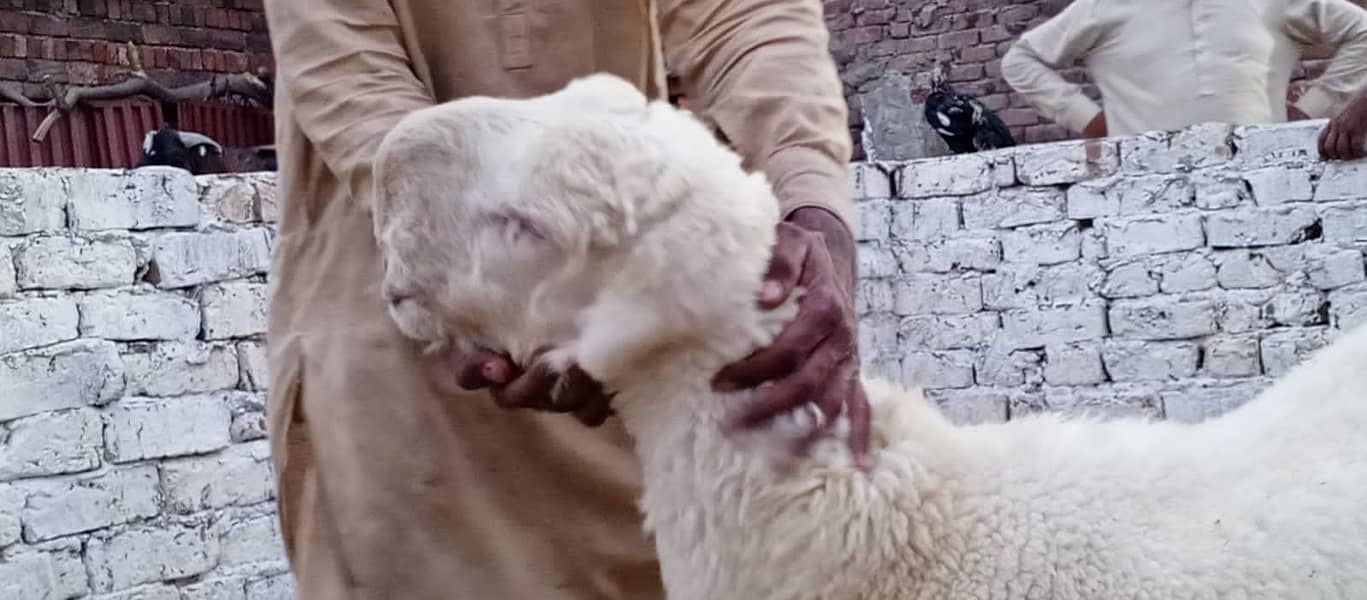 Goats | Bakria | bakry | Sheeps | Qurabani | available 3