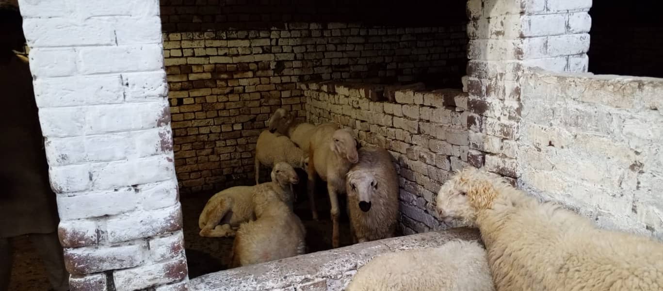 Goats | Bakria | bakry | Sheeps | Qurabani | available 5