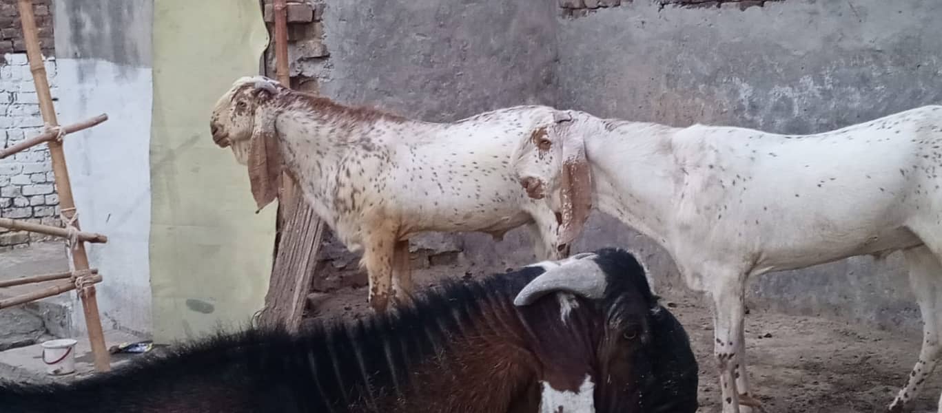 Goats | Bakria | bakry | Sheeps | Qurabani | available 6