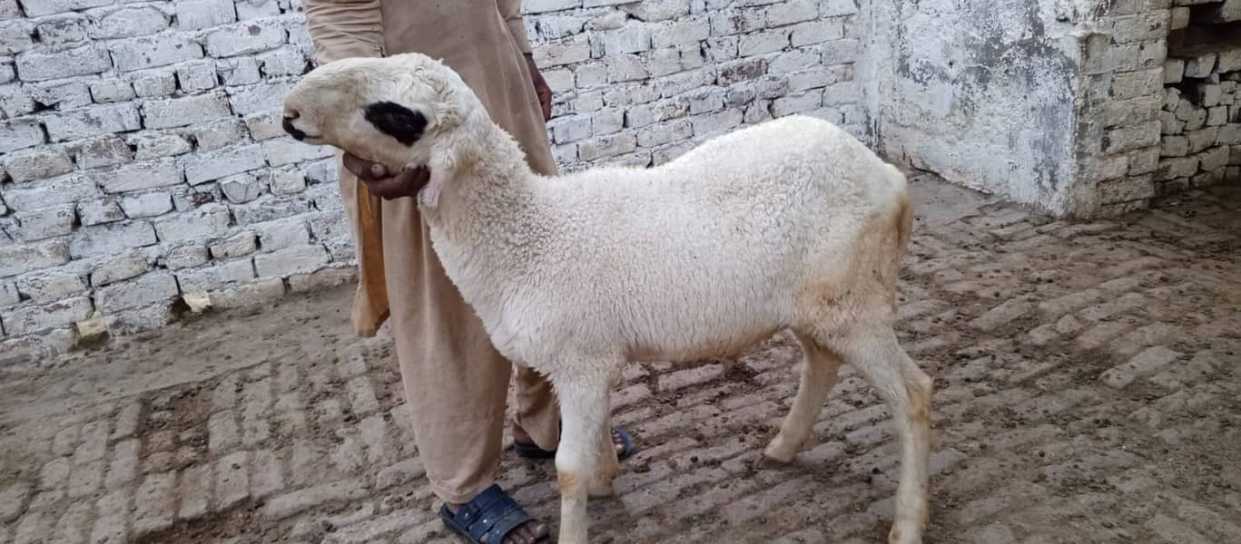 Goats | Bakria | bakry | Sheeps | Qurabani | available 8