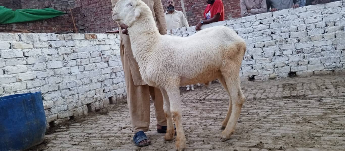 Goats | Bakria | bakry | Sheeps | Qurabani | available 9