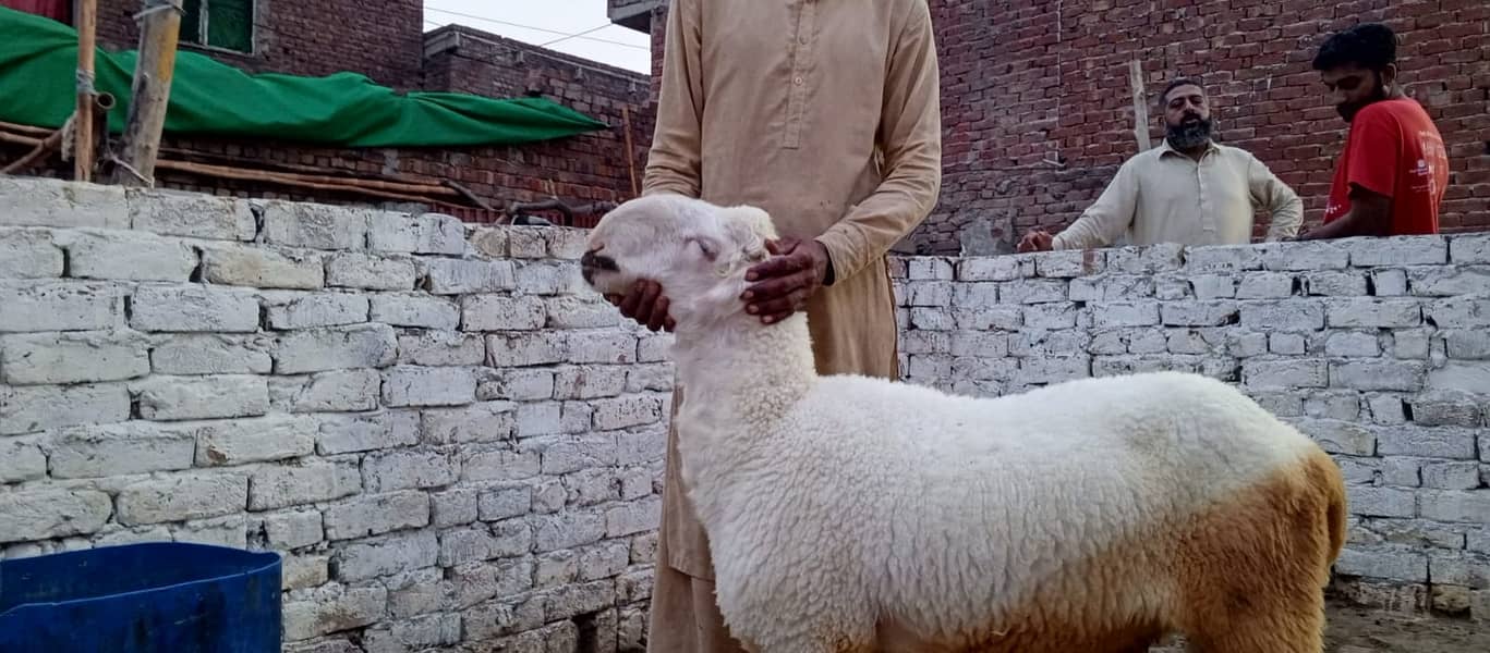 Goats | Bakria | bakry | Sheeps | Qurabani | available 11