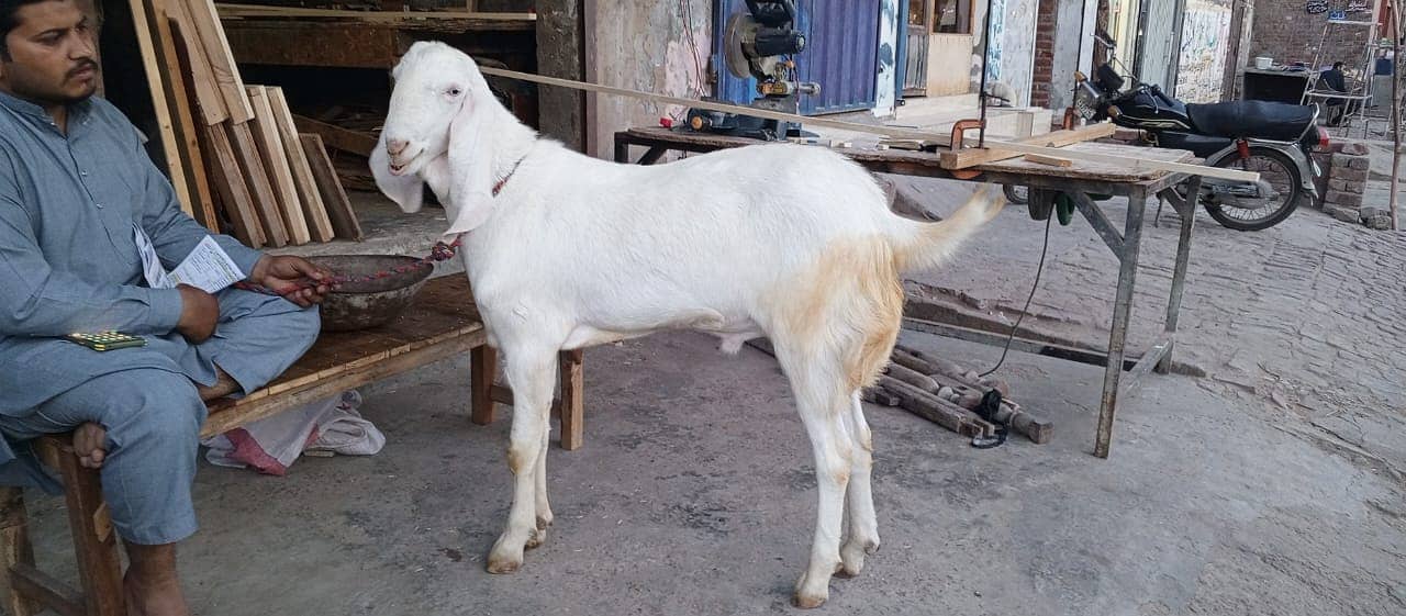 Goats | Bakria | bakry | Sheeps | Qurabani | available 12
