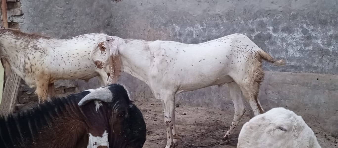 Goats | Bakria | bakry | Sheeps | Qurabani | available 13