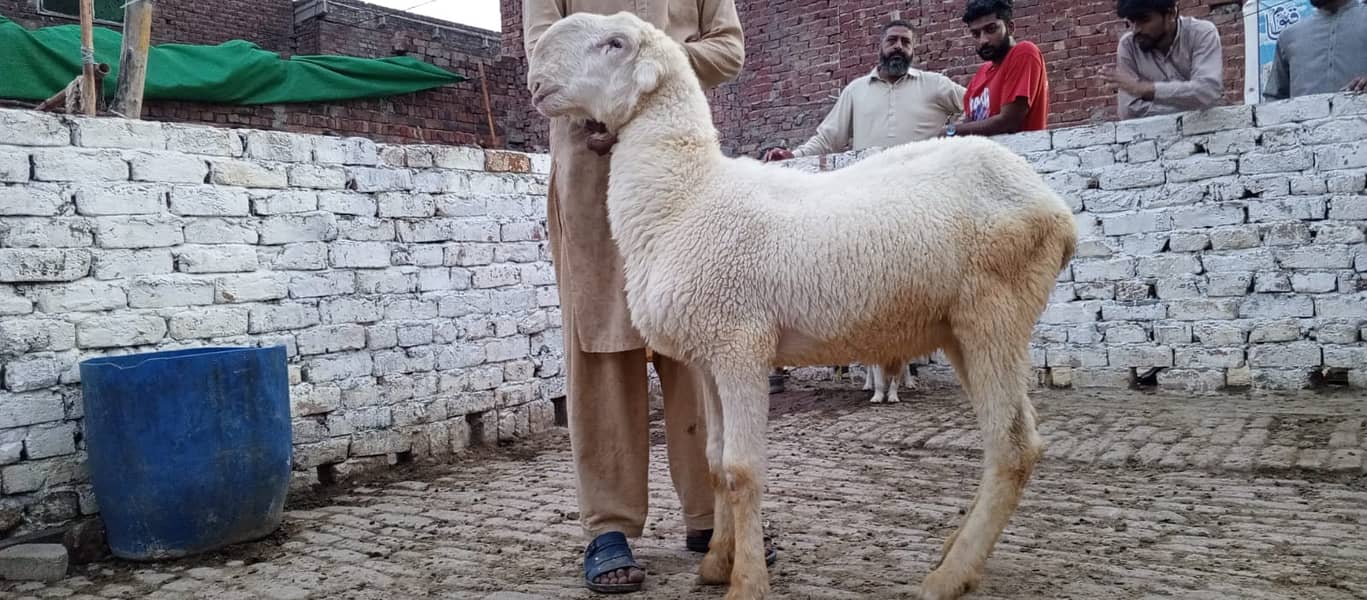Goats | Bakria | bakry | Sheeps | Qurabani | available 15