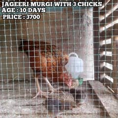 Aseel murgiya with Chicks